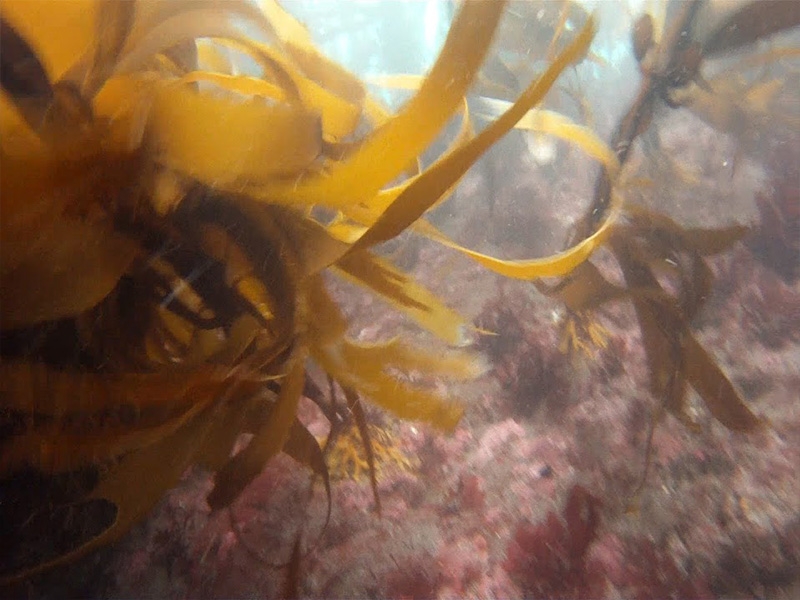 El bosque de calabacillo