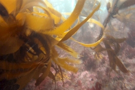 El bosque de calabacillo