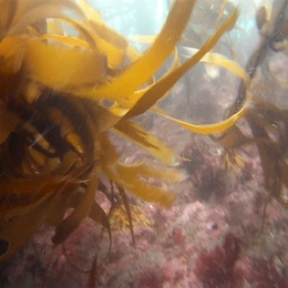 El bosque de calabacillo