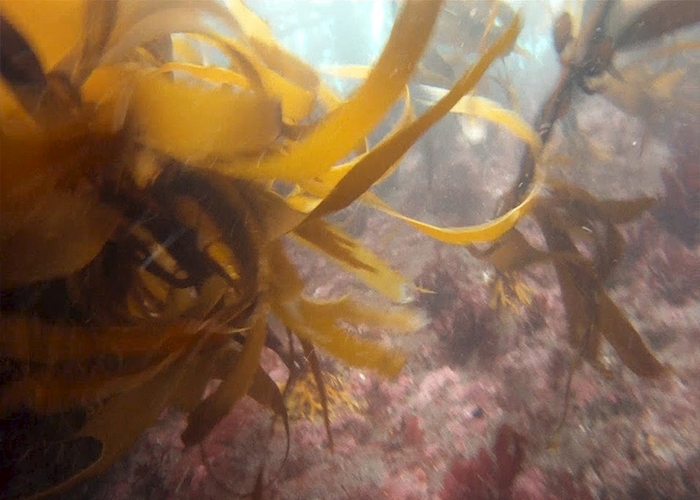 El bosque de calabacillo