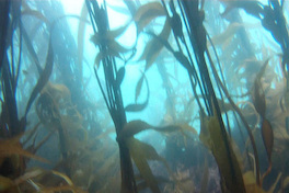 Fotografía del bosque de calabacillo