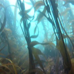 Fotografía del bosque de calabacillo