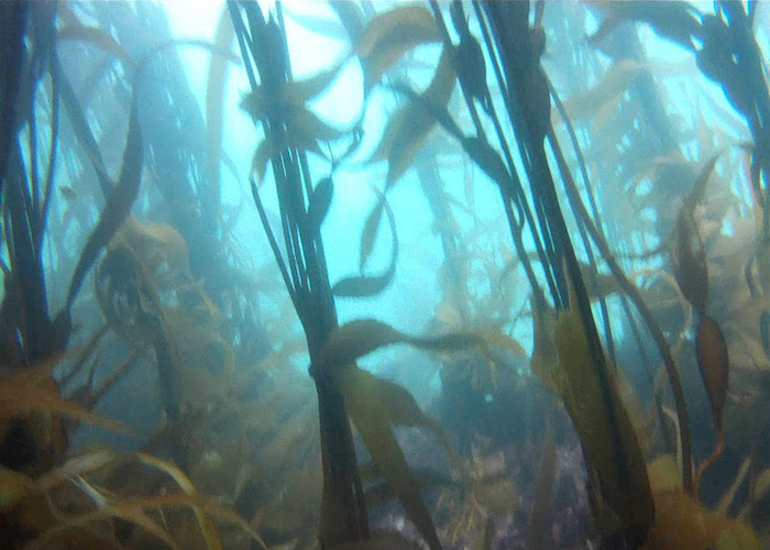 Fotografía del bosque de calabacillo