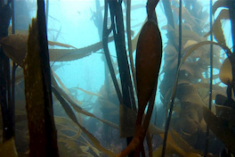 Fotografía del bosque de calabacillo