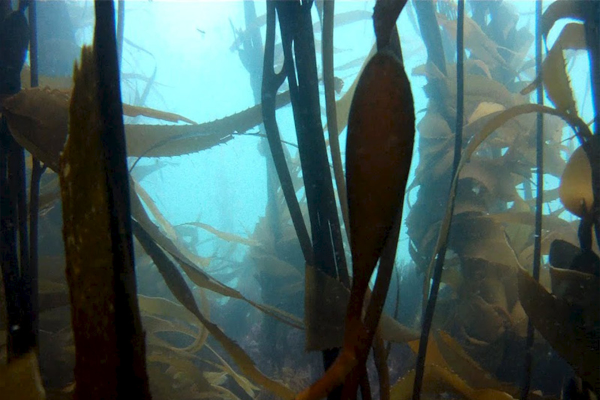 Fotografía del bosque de calabacillo