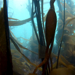 Fotografía del bosque de calabacillo