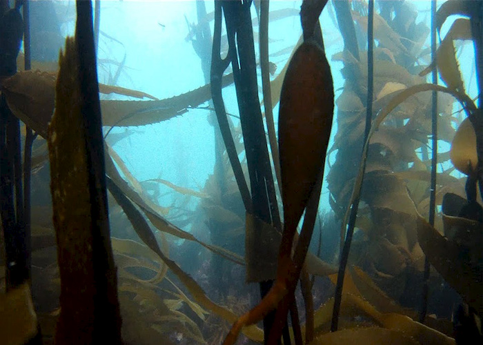 Fotografía del bosque de calabacillo