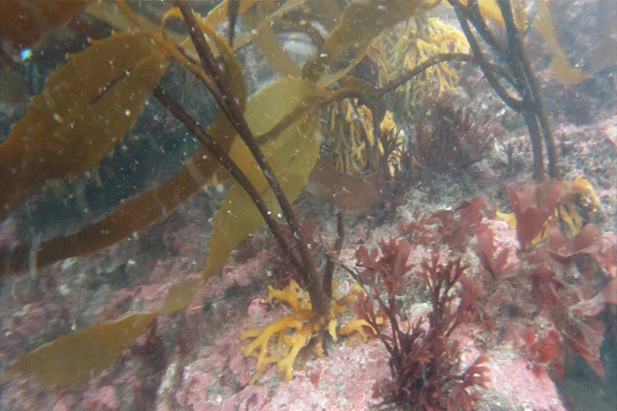 Fotografía del bosque de calabacillo