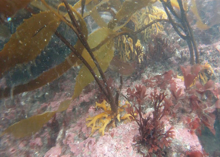Fotografía del bosque de calabacillo