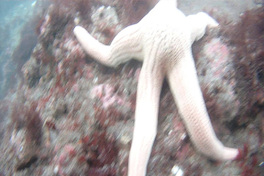 Fotografía del bosque de calabacillo