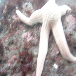 Fotografía del bosque de calabacillo