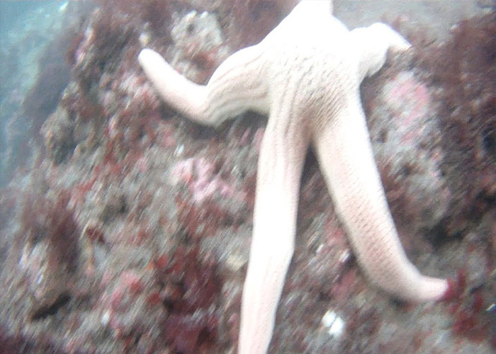 Fotografía del bosque de calabacillo