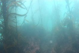 Fotografía del bosque de calabacillo