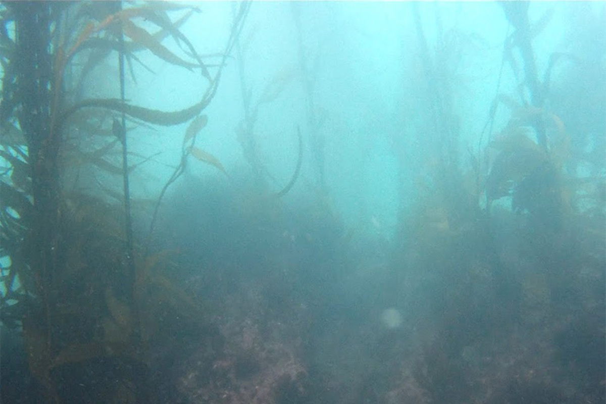 Fotografía del bosque de calabacillo