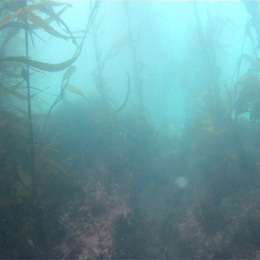 Fotografía del bosque de calabacillo