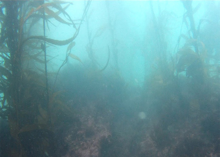 Fotografía del bosque de calabacillo