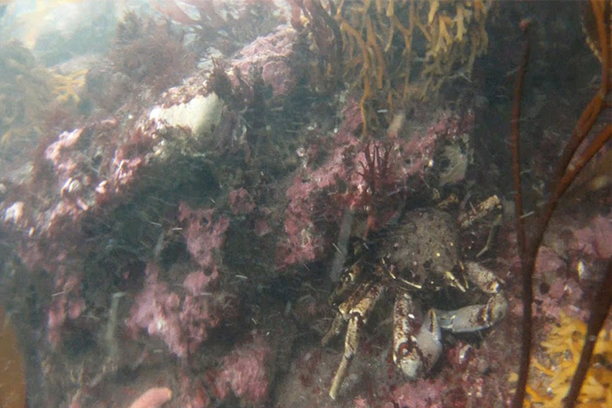 Fotografía del bosque de calabacillo