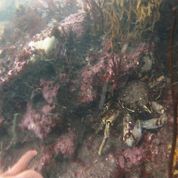 Fotografía del bosque de calabacillo