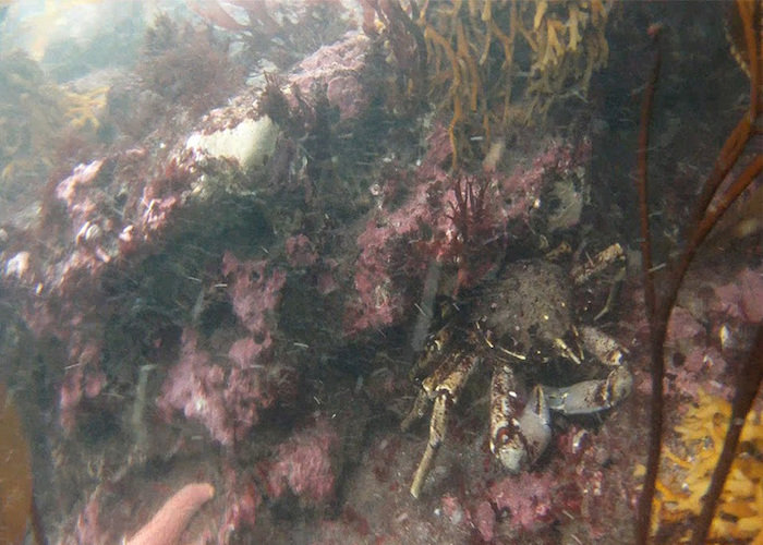 Fotografía del bosque de calabacillo