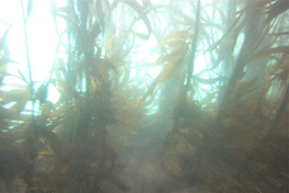 Fotografía del bosque de calabacillo