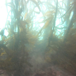 Fotografía del bosque de calabacillo