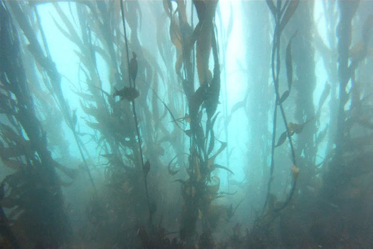 Fotografía del bosque de calabacillo