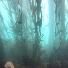 Fotografía del bosque de calabacillo