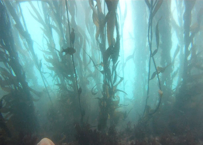 Fotografía del bosque de calabacillo