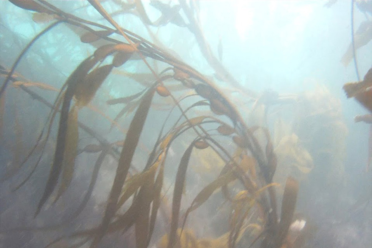 Fotografía del bosque de calabacillo