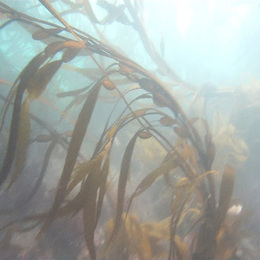 Fotografía del bosque de calabacillo