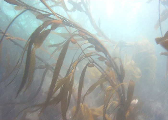 Fotografía del bosque de calabacillo
