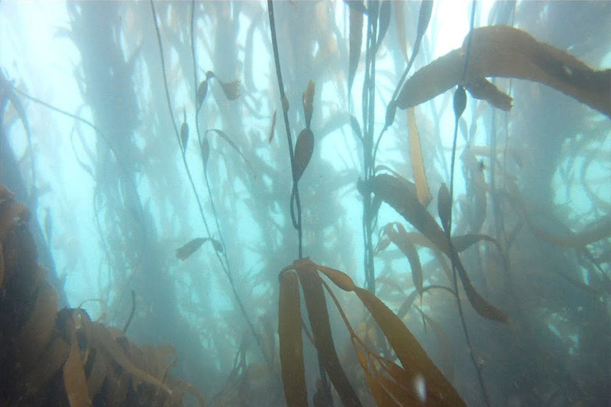 Fotografía del bosque de calabacillo