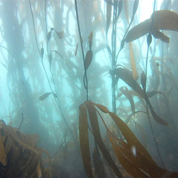 Fotografía del bosque de calabacillo