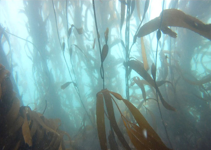 Fotografía del bosque de calabacillo
