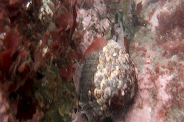 Fotografía del bosque de calabacillo