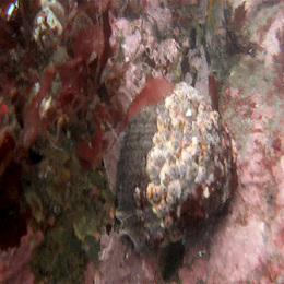 Fotografía del bosque de calabacillo