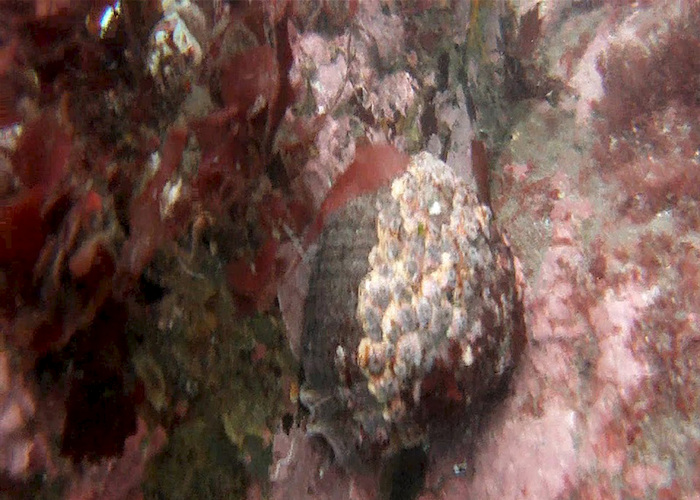 Fotografía del bosque de calabacillo