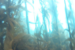 Fotografía del bosque de calabacillo