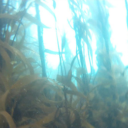 Fotografía del bosque de calabacillo