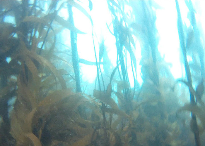 Fotografía del bosque de calabacillo