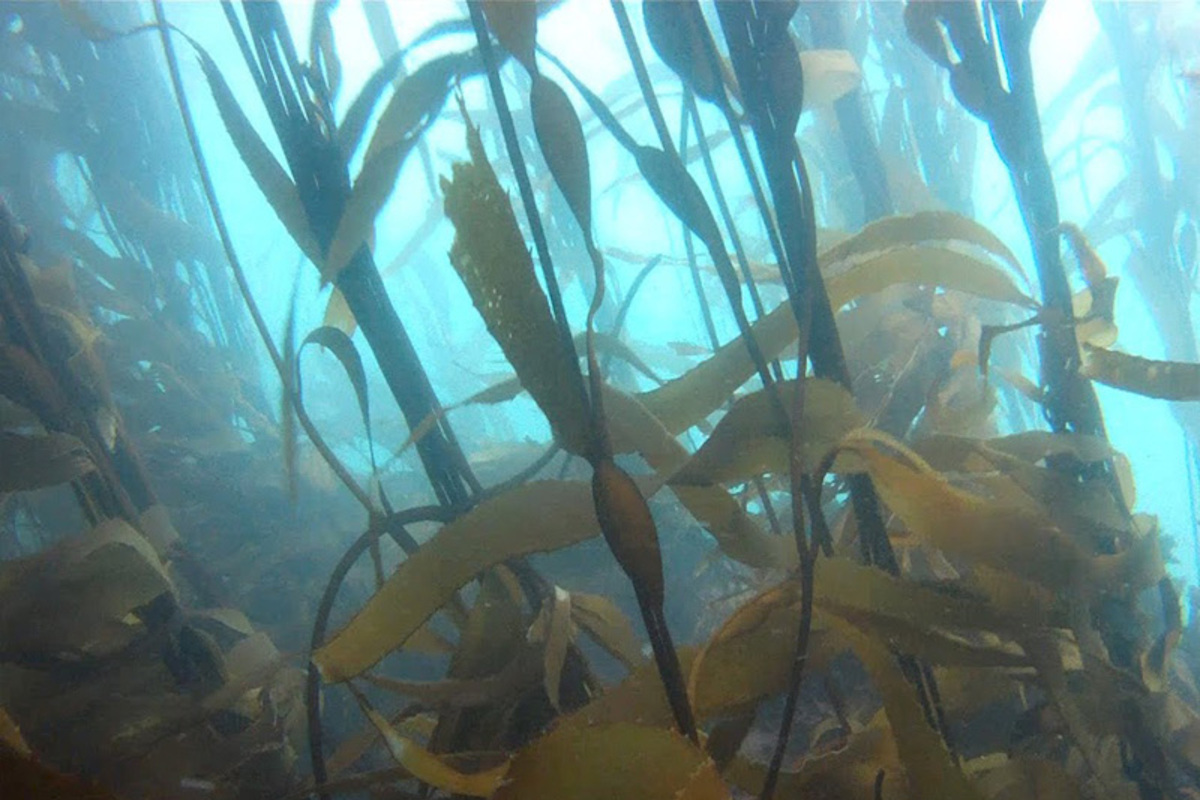 Fotografía del bosque de calabacillo