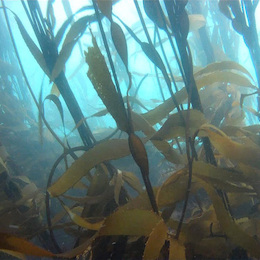 Fotografía del bosque de calabacillo