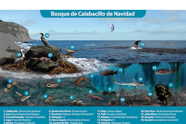 Lámina de especies del bosque de calabacillo