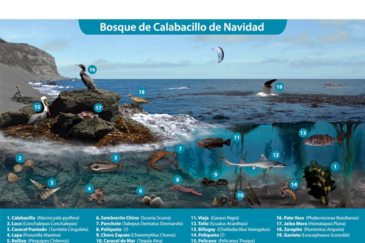 Lámina de especies del bosque de calabacillo