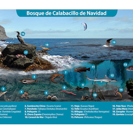 Lámina de especies del bosque de calabacillo