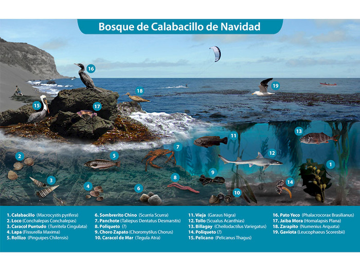 Lámina de especies del bosque de calabacillo