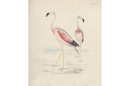 1. Phoenicopterus andinus