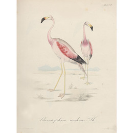 1. Phoenicopterus andinus