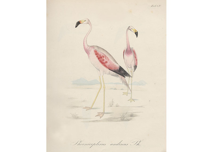 1. Phoenicopterus andinus