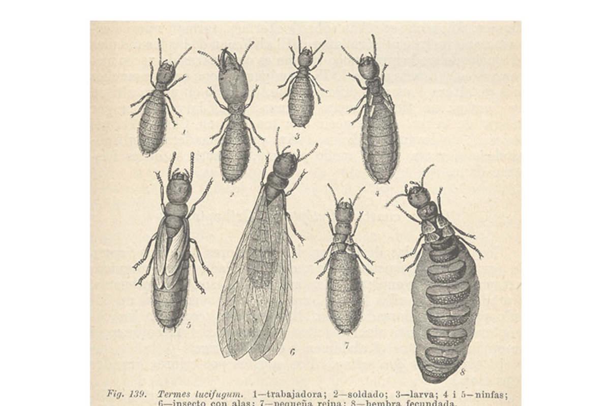 5. Termes lucifugum